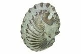 Wide, Enrolled Flexicalymene Trilobite - Indiana #287764-2
